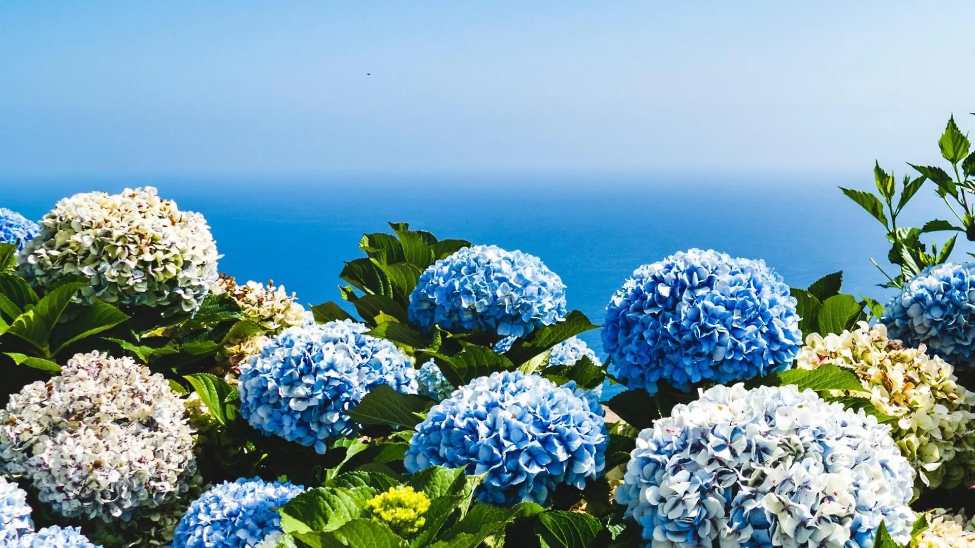 Ourmadeira - Seaview Apartment, Countryside Кальета Апартаменты